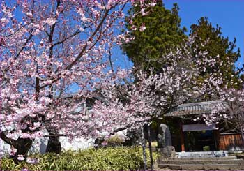 慈雲禅寺の桜