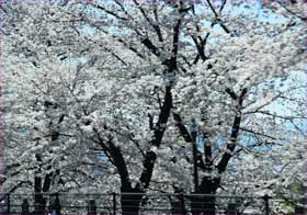 勝沼の桜
