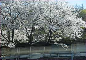 甲斐大和駅の桜