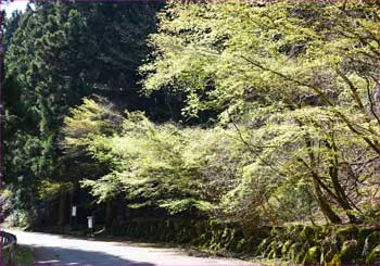 新緑の道