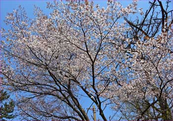 山桜
