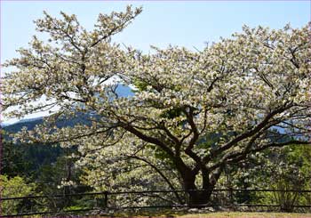 山桜
