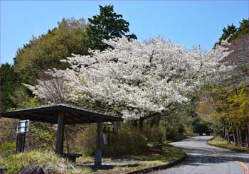 東屋
