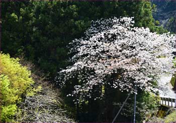 桜咲き誇って