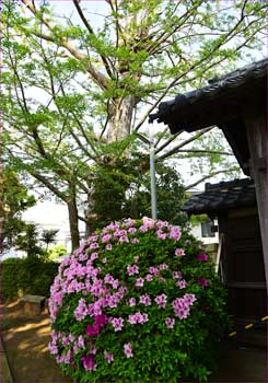 大銀杏