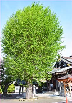妙善寺の銀杏