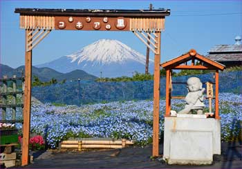 コキアの里