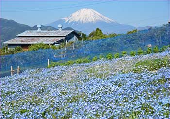 コキアの里富士