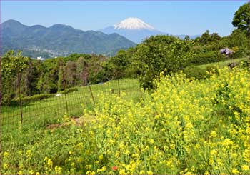 菜の花