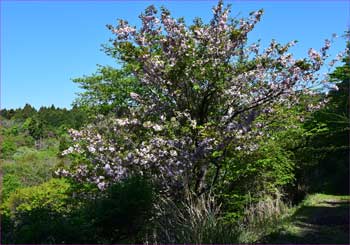 八重桜