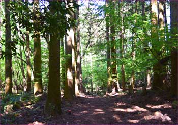 高松の森