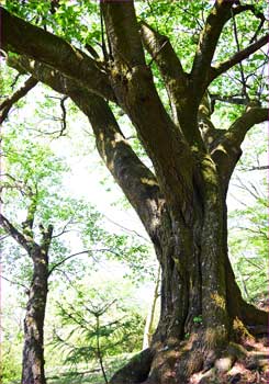 山桜