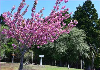 八重桜咲く