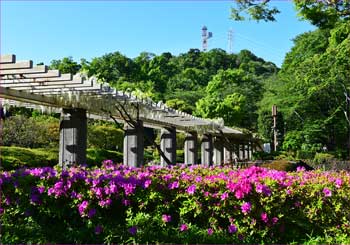 新林公園の初夏