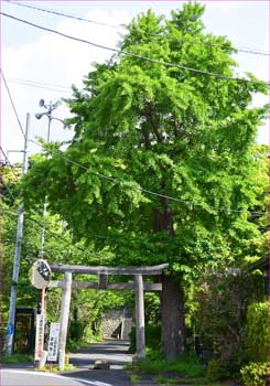 銀杏と鳥居