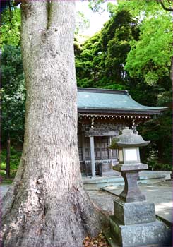 大木と拝殿
