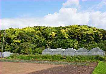 大磯の里山
