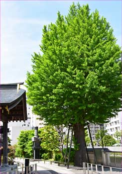 銀杏