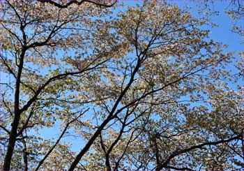 山桜