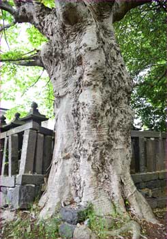 ケヤキ