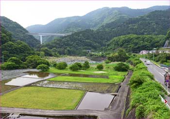 谷峨