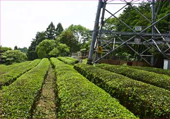 茶畑の鉄塔