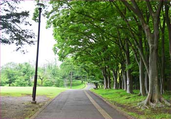 森林公園