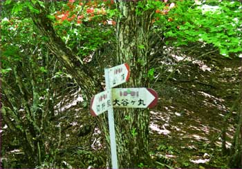 分岐