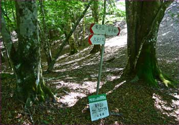 山梨の森100選