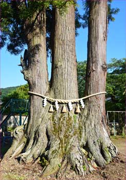 三本幹杉