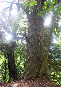 大木