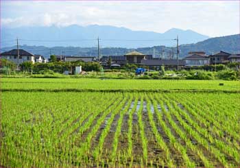 田んぼ