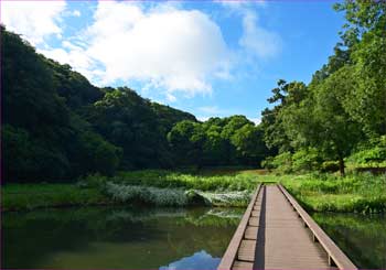 公園の池