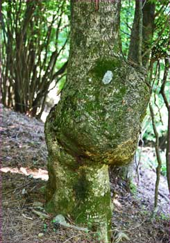 一つ目もどき