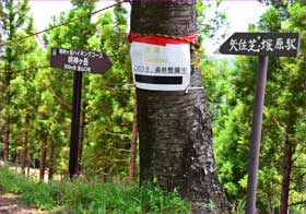 分岐