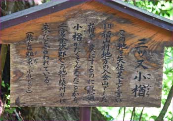 三叉の小楢