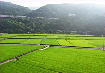 谷峨の田んぼ