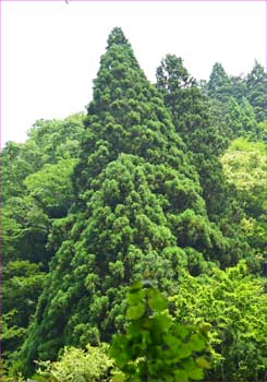 神木杉