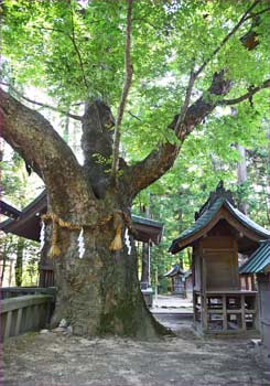 ケヤキの神木