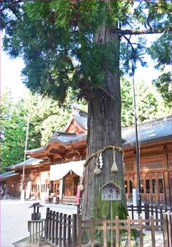 孝養杉