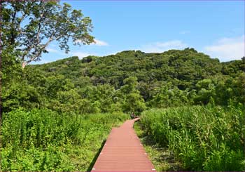 小網代の森