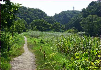 小網代の森