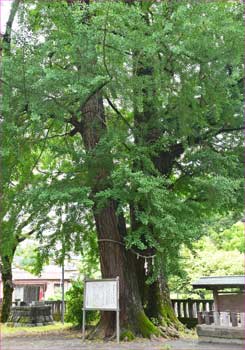大銀杏