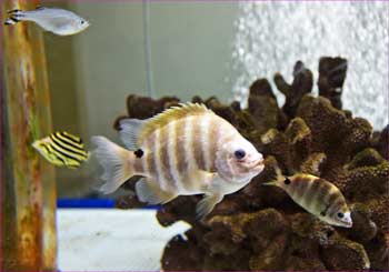 その魚たち