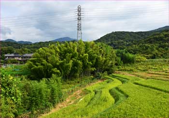 名古木棚田