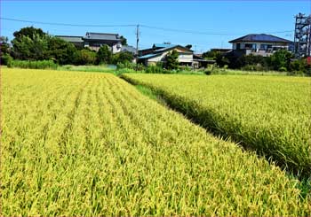 稲田