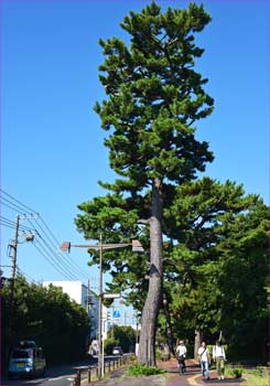 黒松