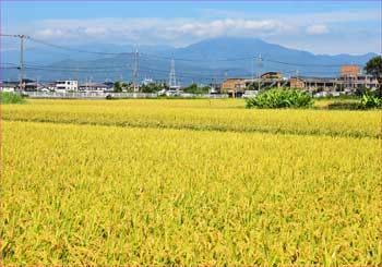 秋実って