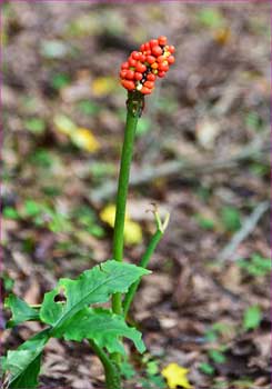 ナンテンショウ