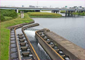 大堰の魚道
